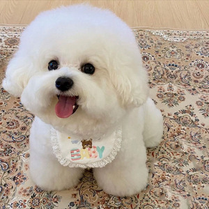 比熊犬幼犬纯种飞耳小体茶杯犬白色长不大活体家养宠物狗狗小型犬