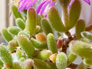 多肉植物枝干番杏荧光兔一物一拍带土带盆趣味盆栽办公桌净化空气