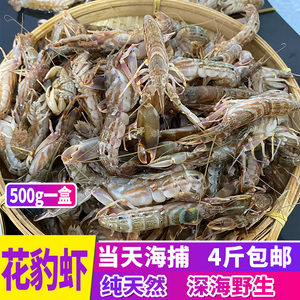 莱州湾野生海捕花豹虾 嘎巴虾 花暴虾 花腰虾 海虾 新鲜水产500g