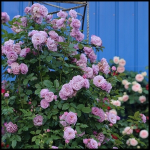 花隐园艺家|日本月季 薰衣草花束大花浓香爬藤月季包对版盆栽小苗