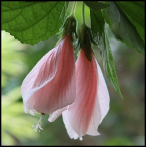 花隐|夏季耐热庭院阳台盆栽花期长悬铃花新品推荐观花植物阳台