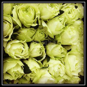 花隐园艺家 欧月女士时装浓香勤花带仙气绿植盆栽玫瑰月季小苗