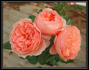 花隐园艺家|日本月季 当归真宙的芽变特性更好浓香包子月季盆栽