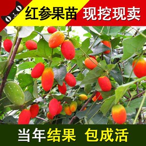 红参果盆栽红参果苗红参果树苗南方北方种植当年结果红参果种子苗
