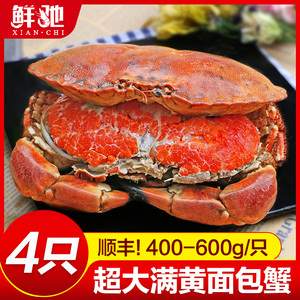 超大面包蟹母帝王蟹鲜活熟冻大螃蟹海蟹新鲜海鲜水产黄金蟹珍宝蟹