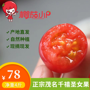 千禧小番茄广东