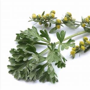 【执香】黛家精选 印蒿精油 消解收紧抗焦抗痉 单方精油远山黛5ml