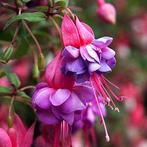 倒挂金钟苗灯笼花紫色