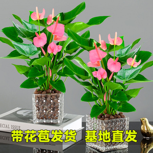 粉掌白掌盆栽植物室内花卉好养水培一帆风顺红掌水养四季常青绿植