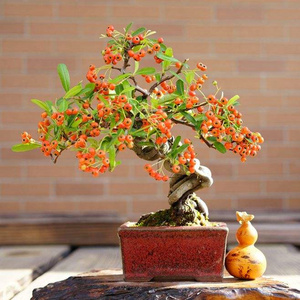 火棘盆景火棘盆栽满堂红造型老桩室内客厅阳台外花卉绿植观果植物