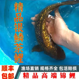 【九纹龙锦鲤苗】九纹龙锦鲤苗品牌,价格 阿里巴巴