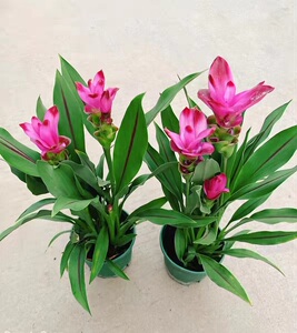 姜荷花盆栽进口荷花夏季耐热庭院阳台办公桌好养花卉带花带花苞