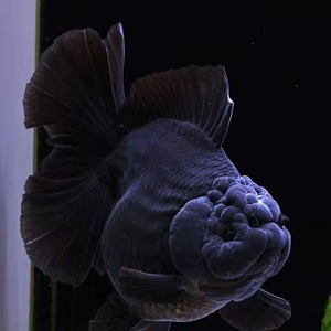 a77079938淘宝精品百褶裙泰狮金鱼活体观赏鱼进口f1