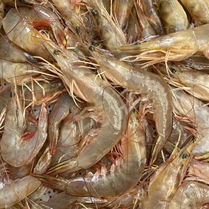 0022人付款淘宝海鲜水产新鲜对虾海捕大虾鲜活基围虾野生海虾活虾青虾