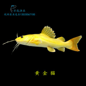 黄金招财猫 黄金猫 大型变异黄化稀有鱼 热带观赏鱼活体
