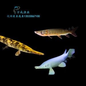 白化火箭鱼 钻石火箭 黄化火箭 古巴火箭 大型热带观赏鱼活体淡水