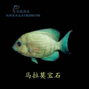 马拉莫宝石鱼