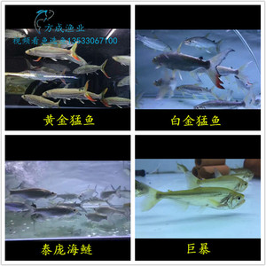 黄金河虎鱼 黄金猛鱼白猛 巨暴泰庞海鲢加拉幸大型凶猛热带鱼活体