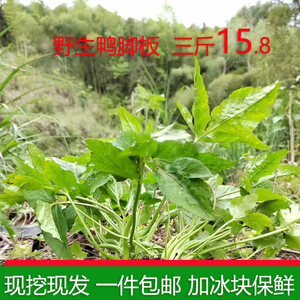 新鲜现摘野生鸭脚板大叶芹鸭儿芹鹅脚板当季野菜山芹3斤包邮