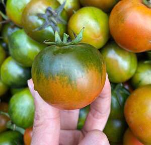 汕尾一点红番茄新鲜现摘铁皮西红柿草莓油柿子碱地孕妇生吃水果