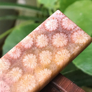 天然菊花石珊瑚