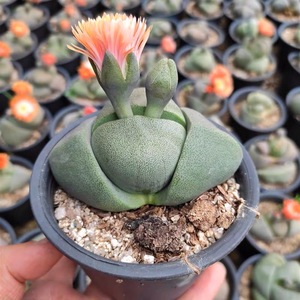 大元宝 帝玉生石花 多肉植物 新手萌宠阳台满28包邮