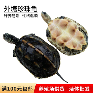 外塘珍珠龟活体宠物龟花龟台湾草龟观赏龟长寿水龟小乌龟活体直销