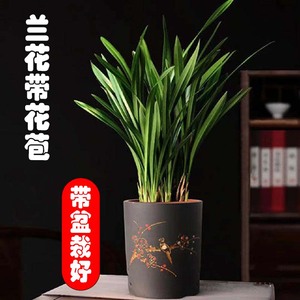 名贵兰花精品墨兰带花苞室内盆栽浓香花卉植物适合室内种植的花