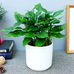 万年青植物盆栽小