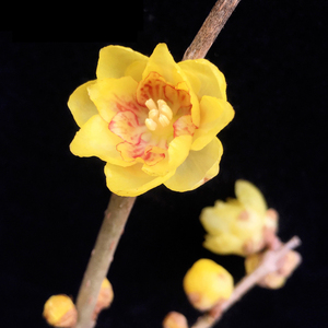 鄢陵腊梅花盆景【虎蹄】蜡梅造型盆栽十月梅冬季黄梅花期早包对版