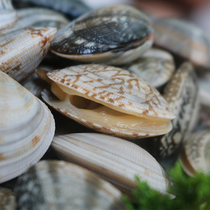 花甲鲜活蛤蜊野生新鲜红岛蛤蜊大花蛤干净无沙花蛤蜊贝类海鲜500g