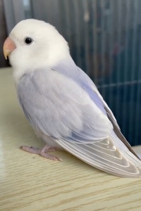 紫伊莎牡丹鹦鹉亲人手养断奶稳定活体宠物观赏鸟