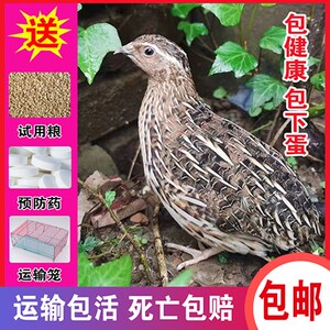 鹌鹑活苗下蛋繁殖鹌鹑活物家养鸡苗阳台养宠物黄羽莎维鹌鹑鸡活体
