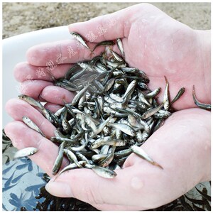 淡水饲料鱼小活鱼活体鱼龙鱼活食小杂鱼活鱼小鱼仔活鱼喂乌龟易活