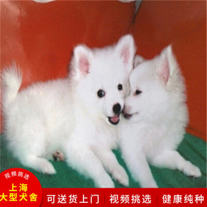 出售纯种日本银狐犬幼犬活体日本银狐犬尖嘴犬 白色小型犬 狐狸狗