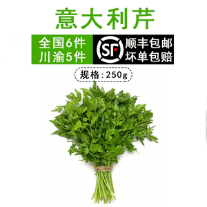 新鲜意大利芹 香芹法国香菜洋芫荽荷兰芹旱芹菜番荽欧芹香料 250g