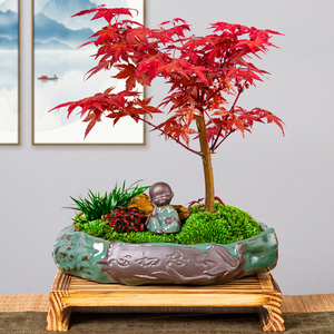 红枫盆景植物室内好养日本红舞姬树苗枫叶绿植四季枫树小盆栽花卉