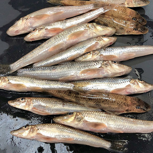 【当天现捕】5斤新鲜现捕棍子3斤鱼沙丁鱼现杀船钉子沙锥淡水鲜活