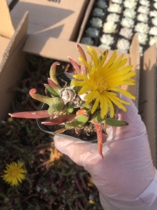 大钳子 虾钳蟹钳多肉植物盆栽番杏科肉锥属少将 大枪萌肉肉花卉