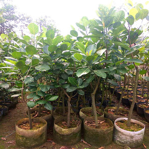 菠萝蜜苗嫁接苗四季马来西亚菠萝蜜树苗当年结果10年大苗南方种植
