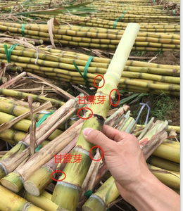 50根广西玉林黄皮甘蔗苗青皮绿皮甘蔗秧甘蔗尾巴种子果蔗苗非黑皮