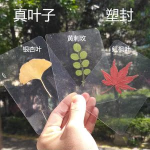 塑封叶子秋天真树叶植物标本 不同形状的叶片认识植物 过塑树叶