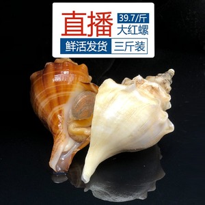 大海螺鲜活超大特大海鲜水产花螺新鲜红螺3斤装海鲜活鲜海螺 超大