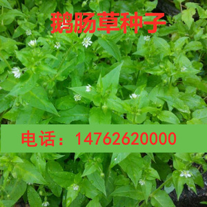 鹅肠草种子 名繁缕种子 药材种子