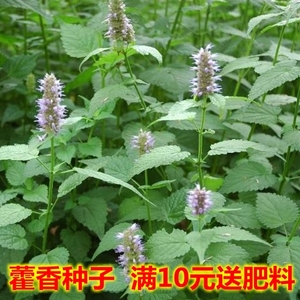 野菜种子 藿香种子中药材种子 嫩茎叶可食用 花可观赏藿香种子