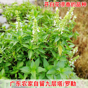 广东农家自留九层塔种子白花大叶罗勒盆栽食用香草金不换蔬菜种子