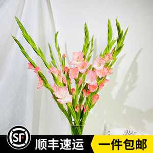 【剑兰花鲜花】剑兰花鲜花品牌,价格 阿里巴巴