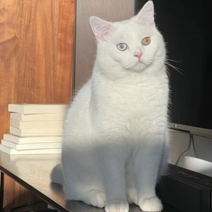 纯白异瞳鸳鸯眼短毛幼猫蓝眼白猫幼崽纯种山东狮子猫活体