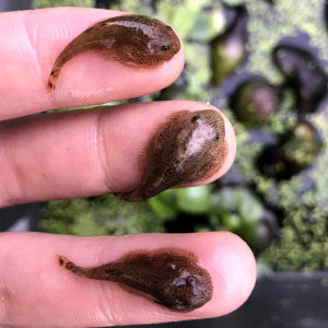 双吸盘贵爬除藻冷水清道夫吸鳅观赏鱼活体水族宠物原生小型淡水鱼