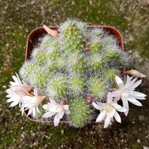 宝山属子孙球属【银蝶丸群生】开花仙人球多肉植物防辐射吸甲醛